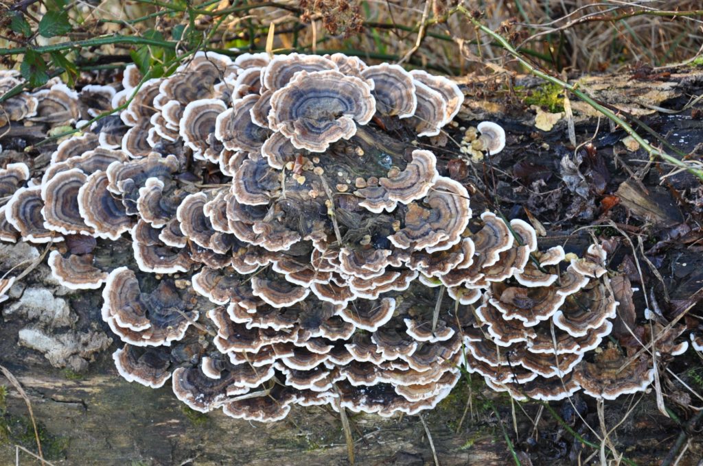 Yunzhi mushroom