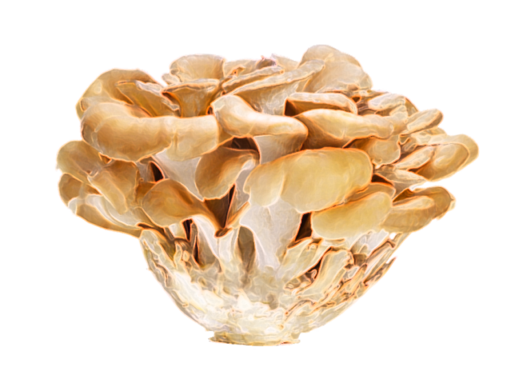 Blood Pressurelowering activity present in the fruit body of grifola frondosa (maitake
