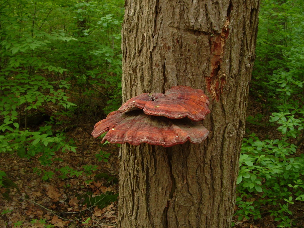 wild mushrooms on tree